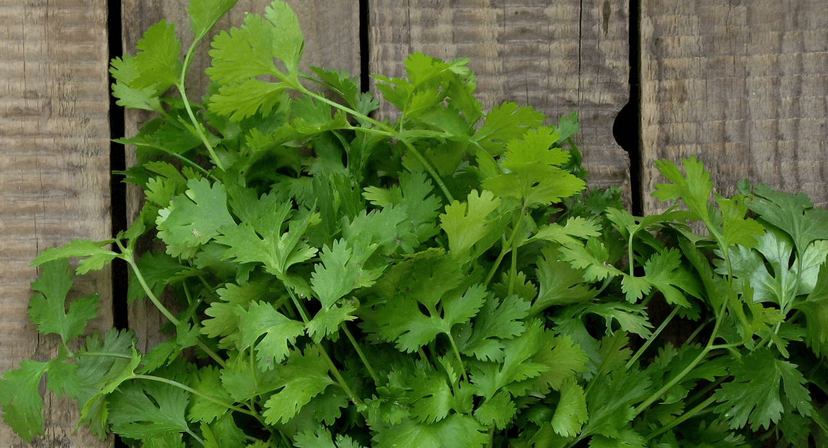 You are currently viewing What is Cilantro? How is it used in Cooking