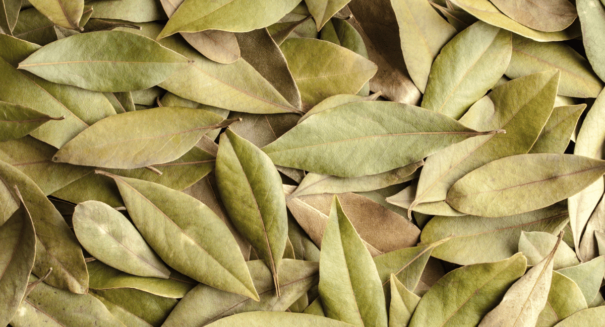 You are currently viewing What are Bay Leaves? How are Bay Leaves used in Mexican Cuisine?