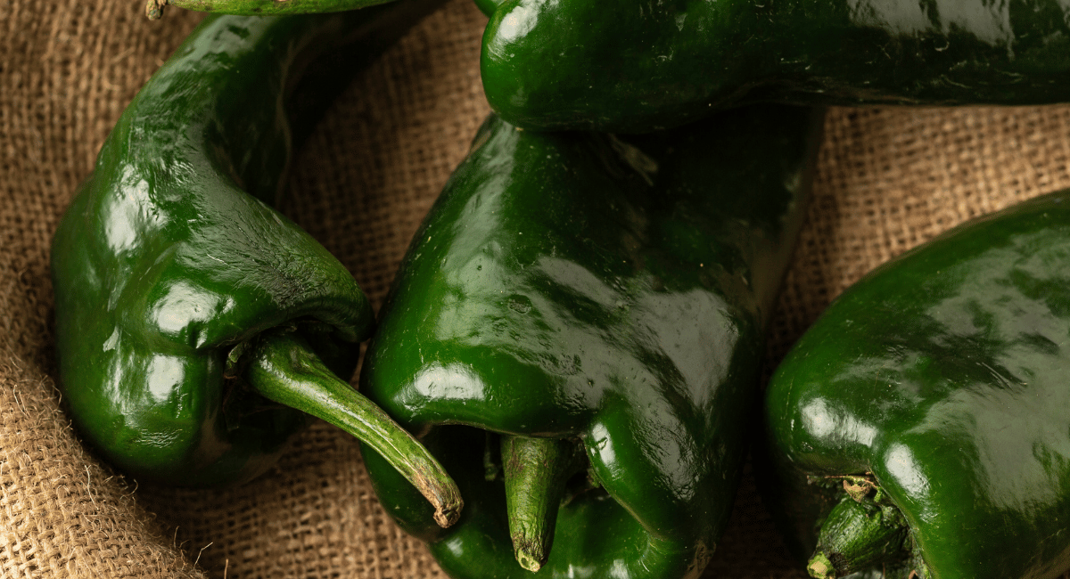 You are currently viewing What are Poblano Peppers? How are they used in Mexican Cuisine?