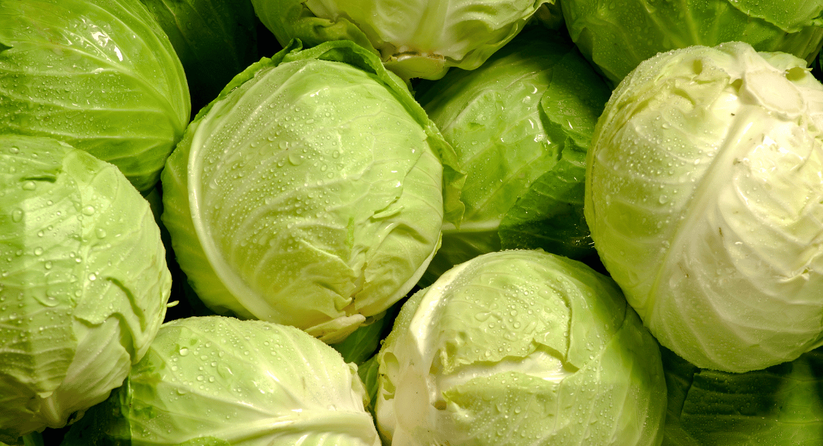 Read more about the article What is Cabbage? How is it used in Mexican Cuisine?